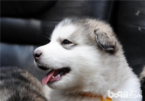 幼犬