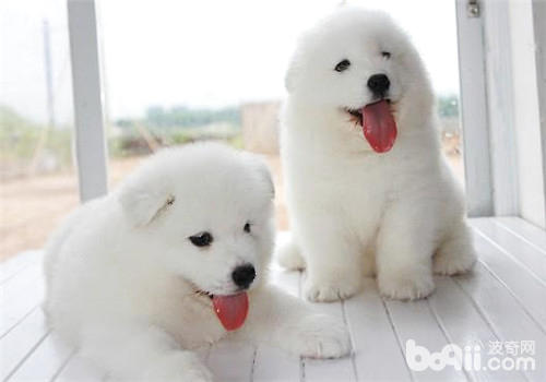薩摩幼犬