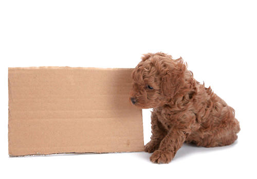 幼犬