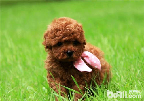 幼犬