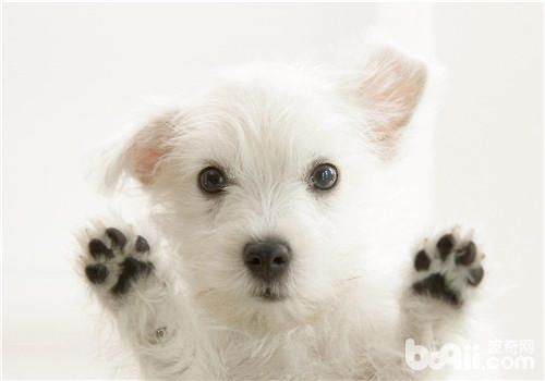 幼犬