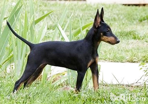 德國賓沙犬