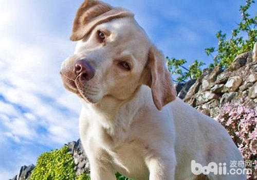 狗狗會歪頭可能是在觀察飼主的表情