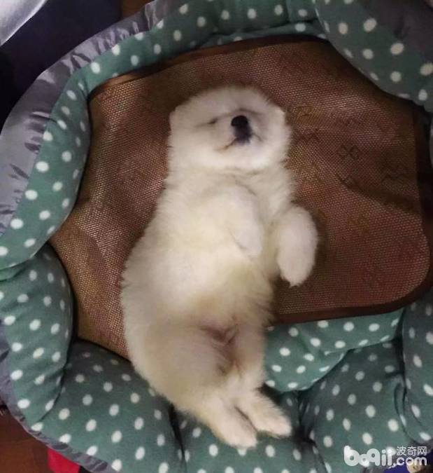幼犬