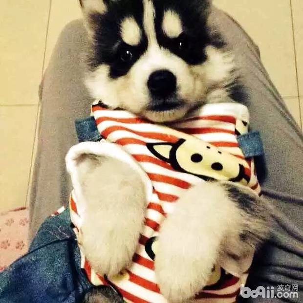 幼犬