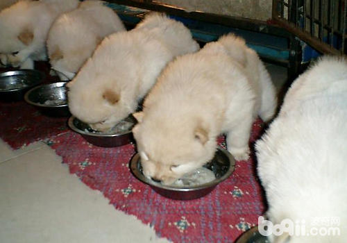 如果狗狗因為進食干狗糧導致腹瀉，處理無效一定要盡早將其送至醫院