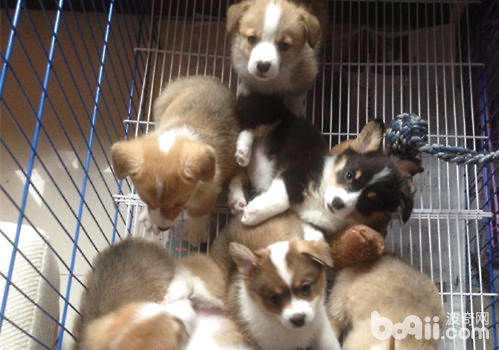 柯基犬