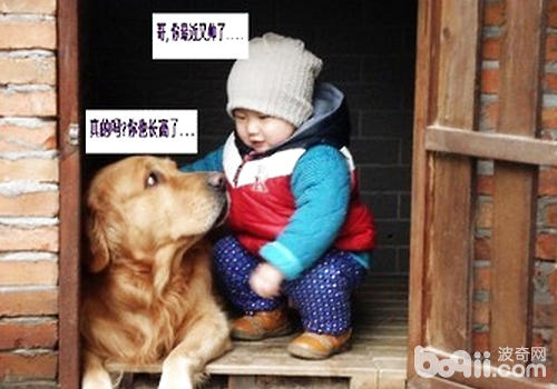 金毛犬