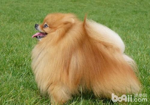 博美犬