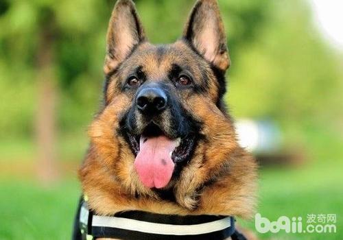 德國牧羊犬