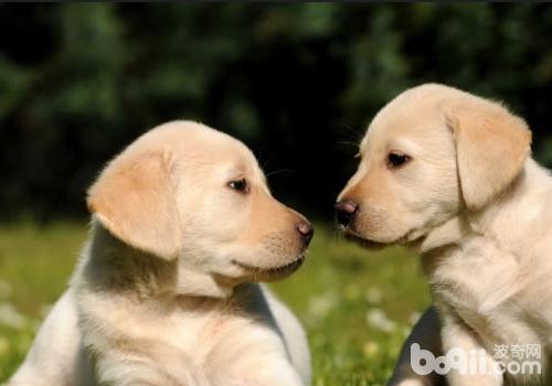 拉布拉多獵犬
