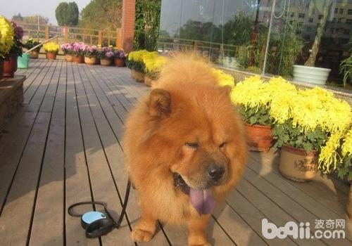 松獅犬