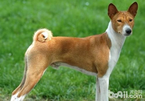 貝生吉犬