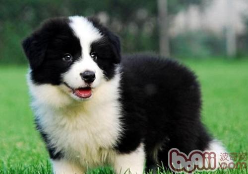 邊境牧羊犬