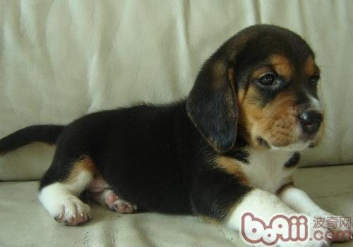 比格犬