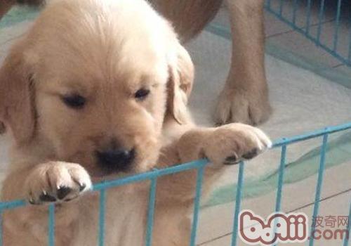 金毛犬