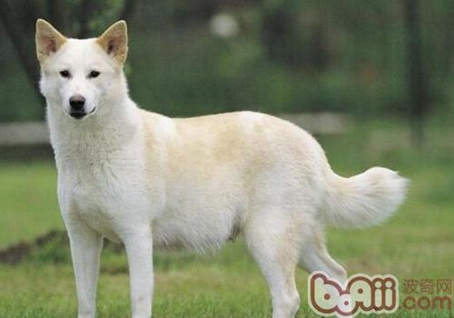 卡南犬