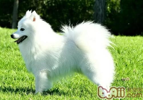 日本尖嘴犬