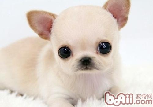 吉娃娃犬