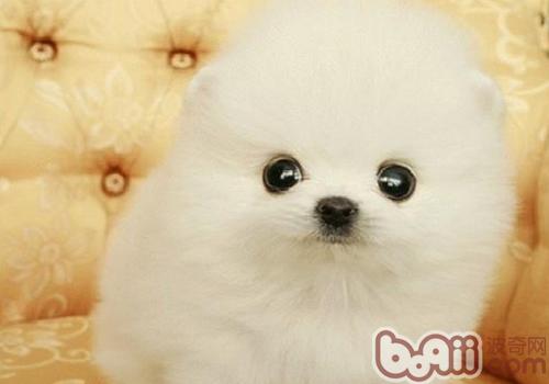 博美犬