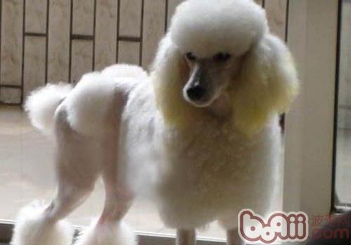 貴賓犬