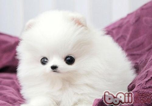 博美犬