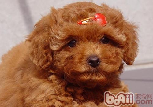 泰迪犬