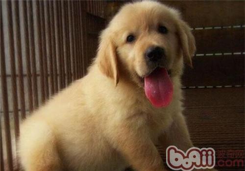 金毛犬