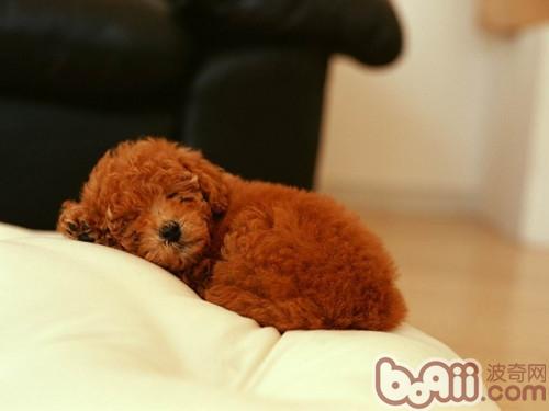 貴賓犬