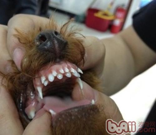 貴賓犬