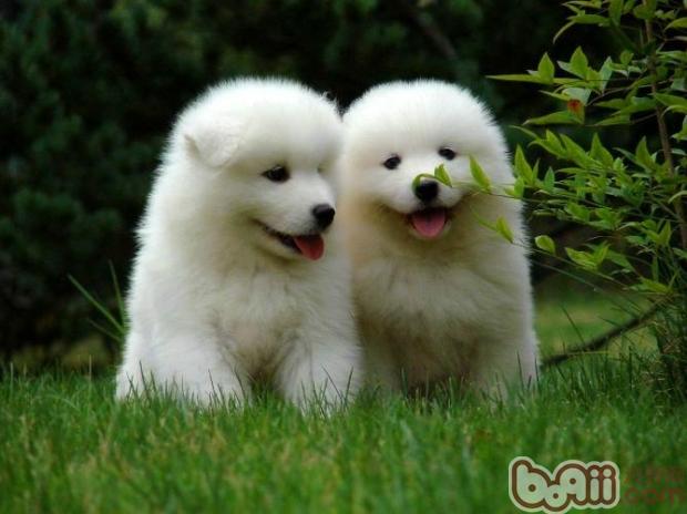 薩摩耶犬