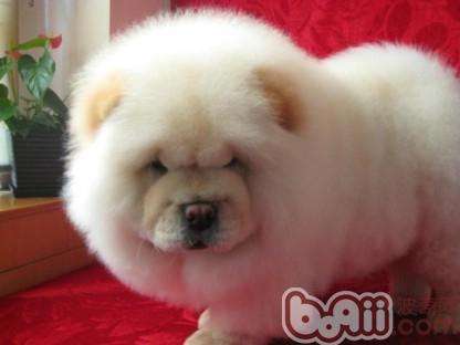松獅犬