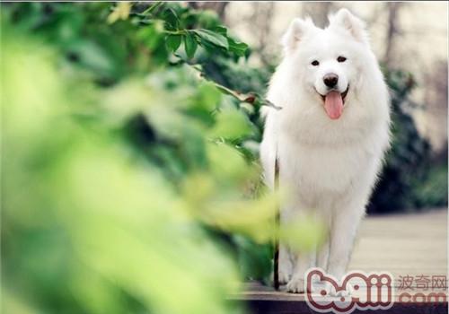 薩摩耶犬