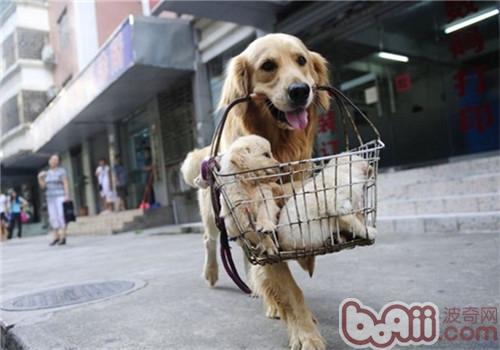 金毛犬