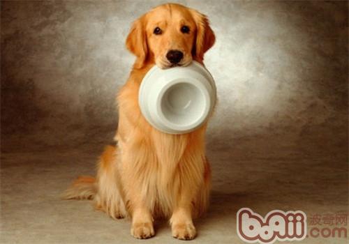 金毛犬