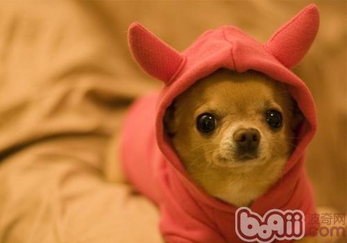 吉娃娃犬