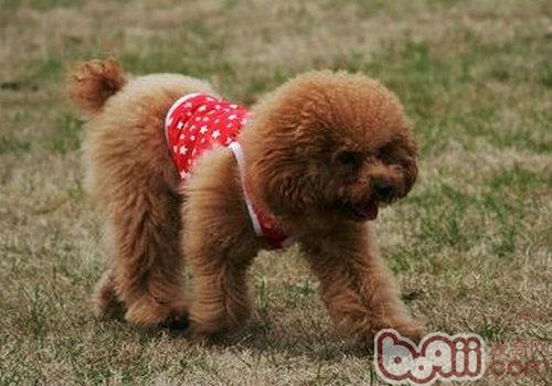 貴賓犬