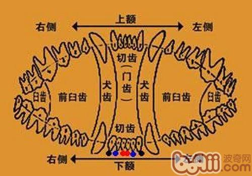 狗狗牙齒