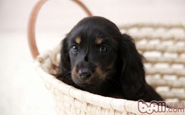 迷你臘腸犬