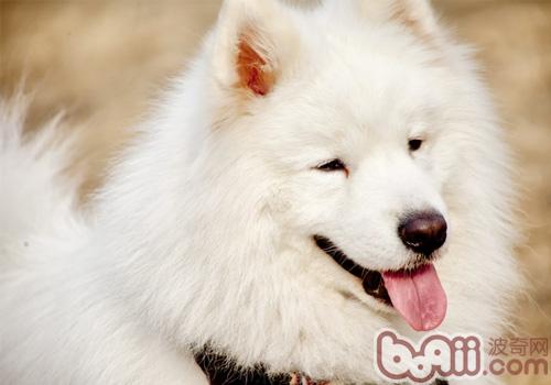 薩摩耶犬