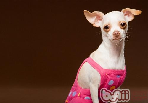 吉娃娃犬