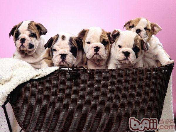 英國斗牛犬