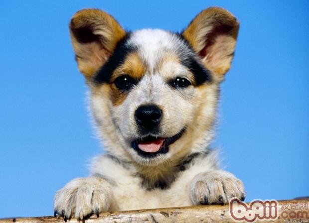 狗狗