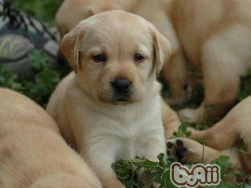 幼犬