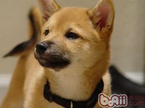 幼犬