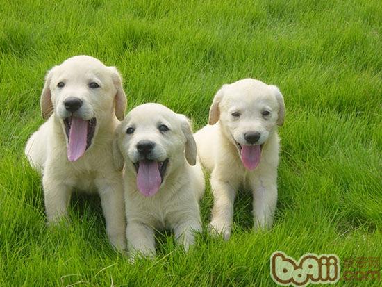 拉布拉多幼犬