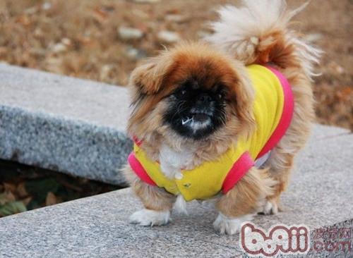 京巴犬