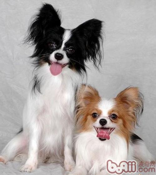 蝴蝶犬