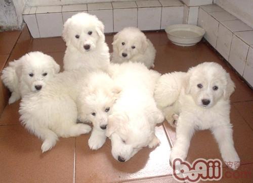 大白熊犬