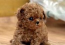 最好不要帶泰迪幼犬出門的原因